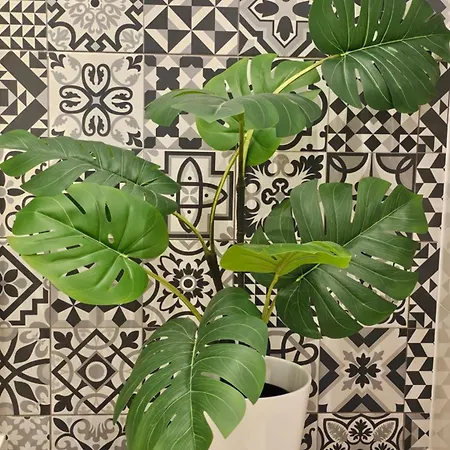 Blekitna Kotwica * שצ'צ'ין